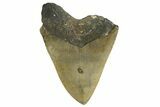 Bargain, Fossil Megalodon Tooth - Serrated Blade #338560-1